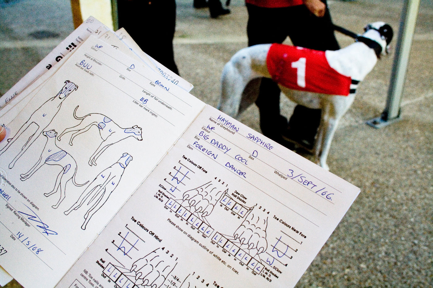 Sheet of paper with drawings and text known as a 'dog passport', with a dog in the background
