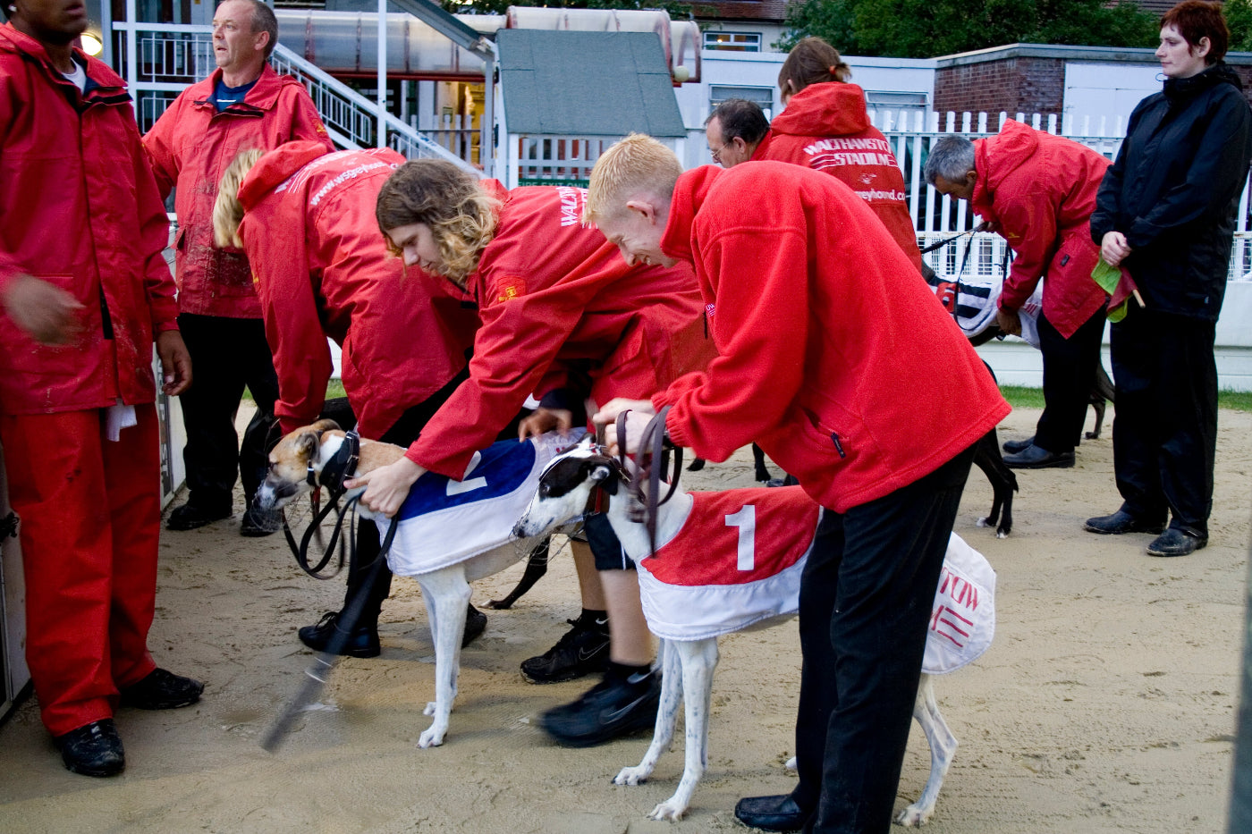 People in red jackets preparing dogs for a race at a track